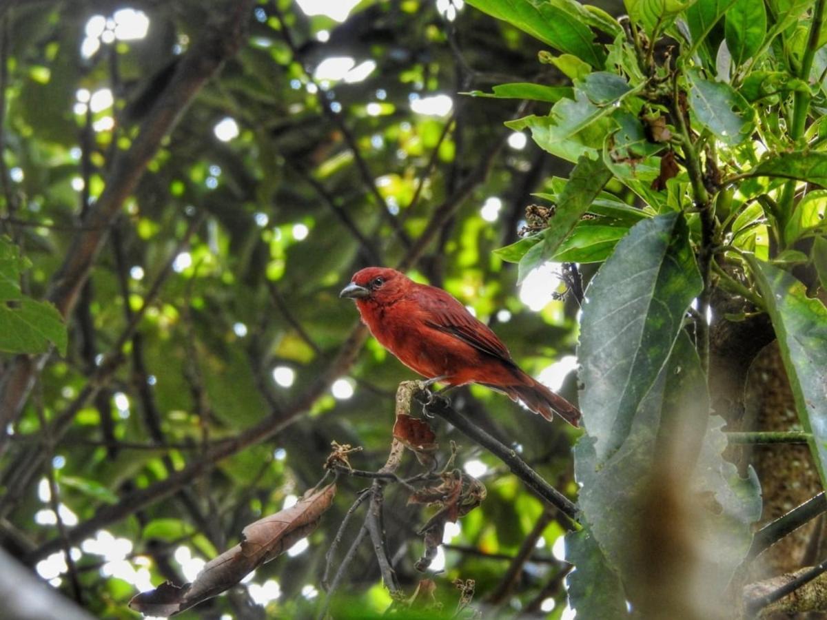 Ecofinca ซาเลนโต ภายนอก รูปภาพ